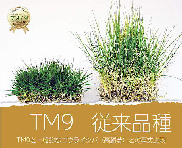 TM9と従来の高麗芝の比較写真
