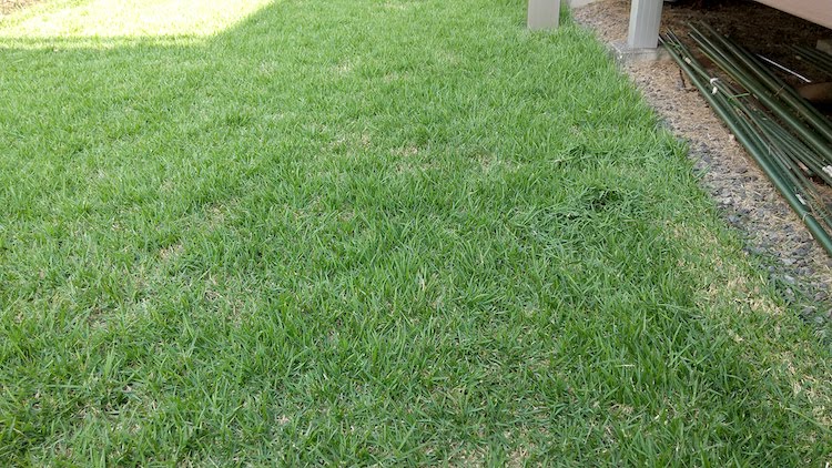 芝生バリカンで刈る芝庭